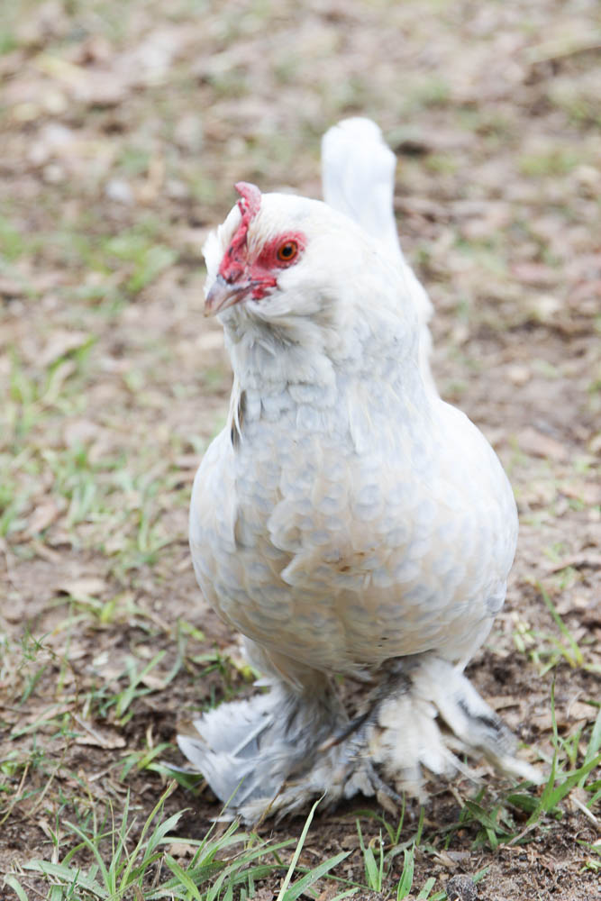 picture of a chicken