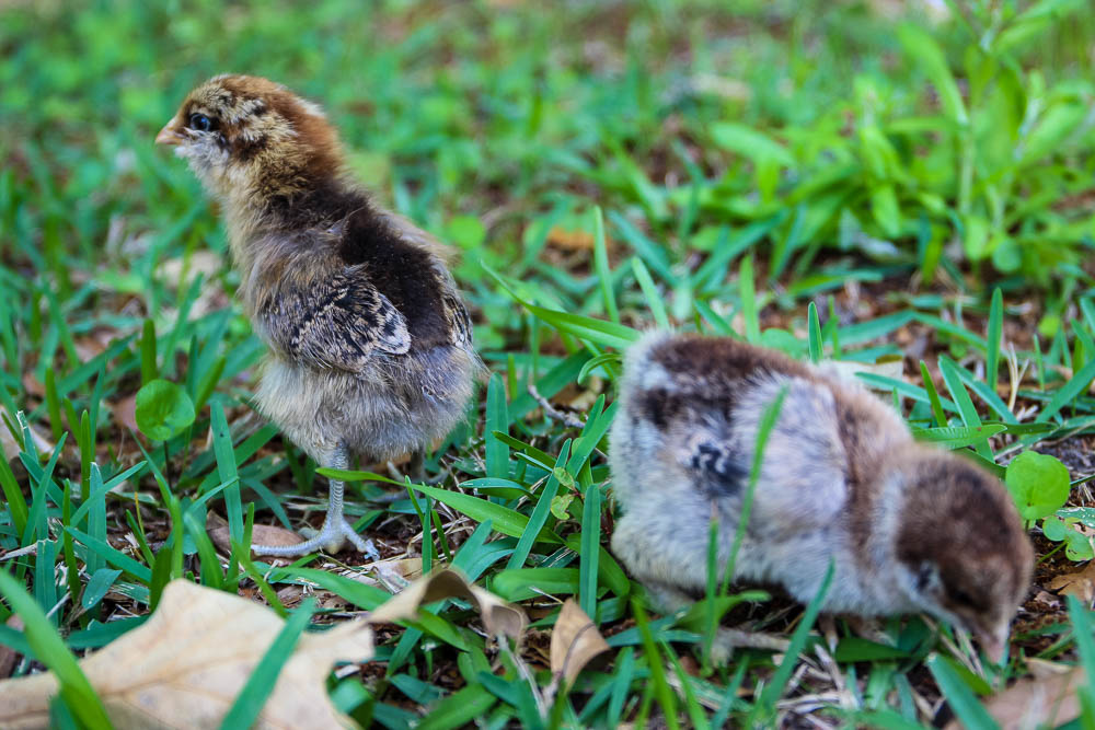 two chicks foraging in the grass