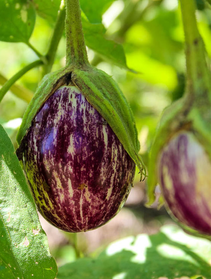 organic grown eggplant from maeday farm in mcdavid, florida