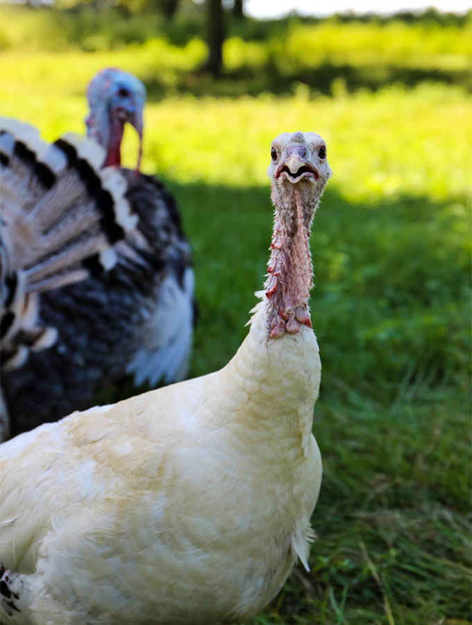 Rescue turkeys on Maeday farm that Meredith Elliot has rescued.